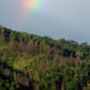 Foto da Serra do Japi, com árvores e arco-íris
